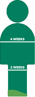 4 weeks anim (1)